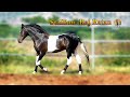 Beautiful marwari horse stallion raj ratan ll best breed from india