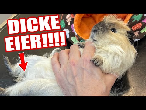 OH NEIN! Meerschweinchen bekommt dicke EIER! Ab zum Arzt!