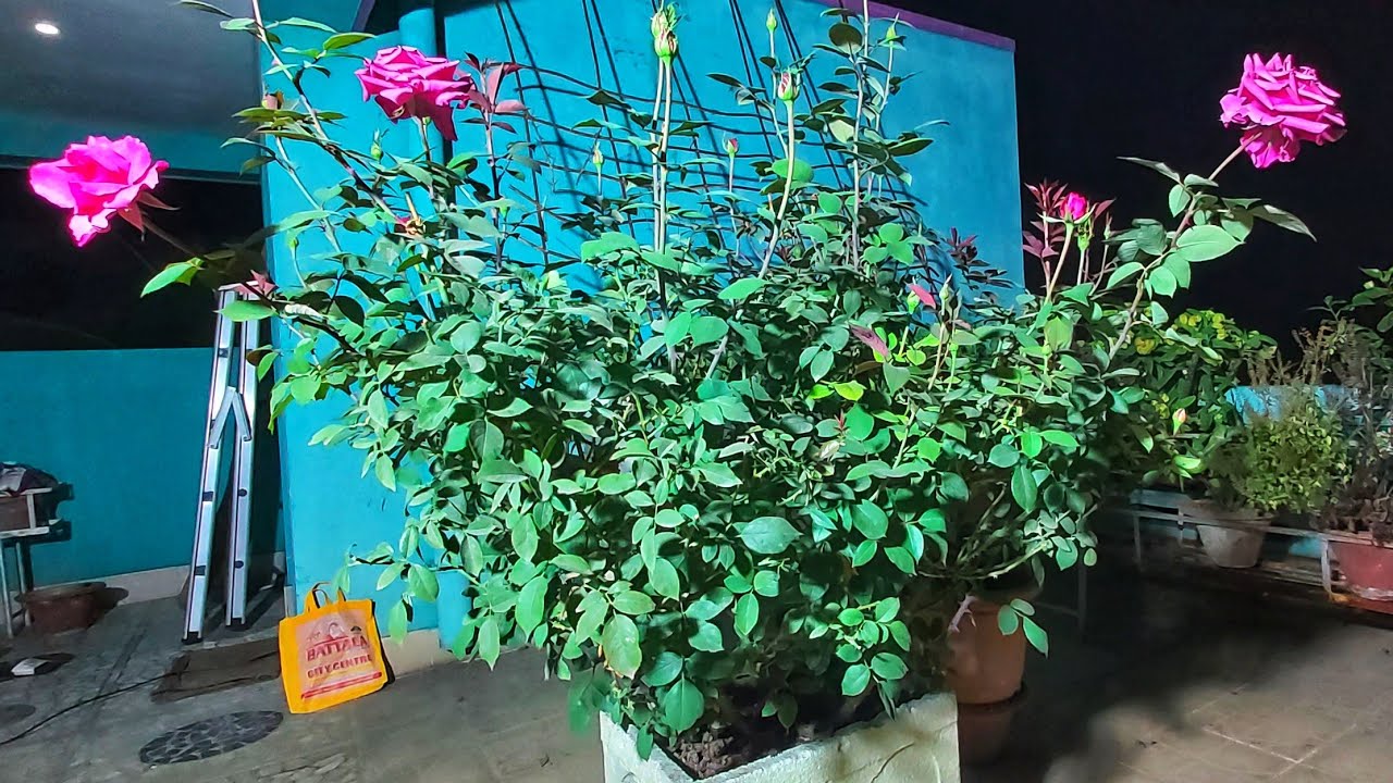 मरते हुए गुलाब को बचाने का टॉप सीक्रेट तरीका