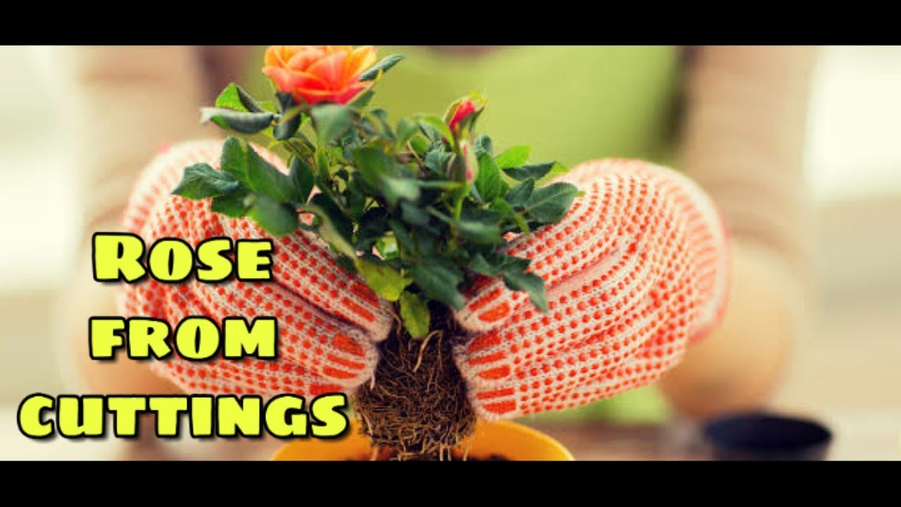 How to grow rose from cuttings new way. YouTube