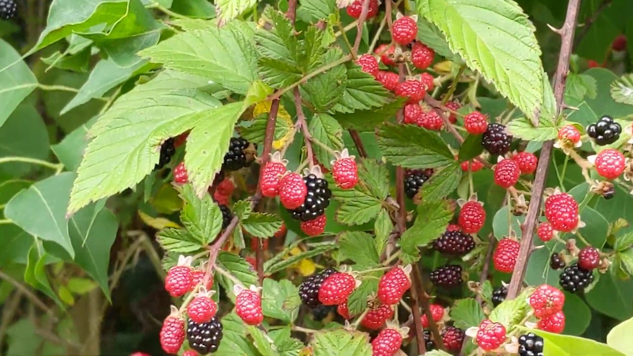 Raspberries & Blackberries on Same Brambles by E8 Nest Box Sea Pines