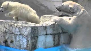 子育ては大変 ホッキョクグマ~Polar Bear Mother,The child care is tired