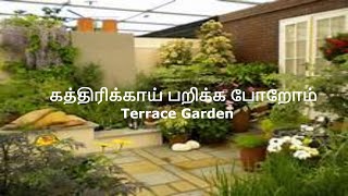 கத்திரிக்காய் பறிக்க போறோம் | Terrace Garden -Maadi Thottam