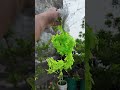 Room me char chand lagane ke liye Artificial vines with LED light #shorts