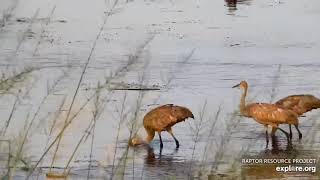 Mississippi River Flyway Cam. Sandhill Cranes feeding a youngster - explore.org 09-14-2021