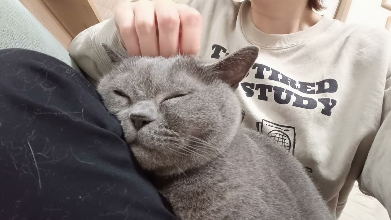 マリンバの演奏でまったりする猫。鼻息入り。