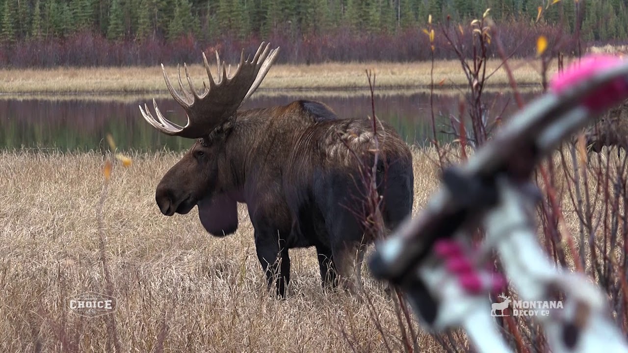 Hunting with the Moose Rack moose decoy by Montana Decoy YouTube