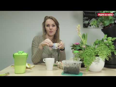 Wideo: Drożdże Do żywienia Roślin: Przepis Na Gotowanie. Jakie Rośliny Można Karmić W Ogrodzie? Jak Hodować Suche Drożdże?