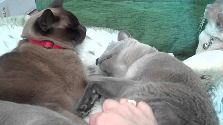Video 6807301: beautiful burmese, cat