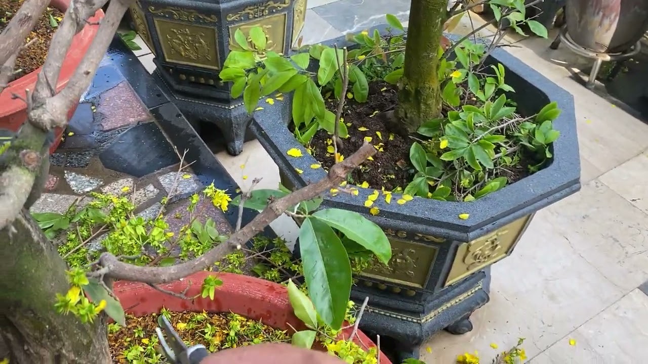 Hôm nay mình xã tàng những cây mai chơi tết 