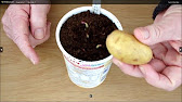 How To Prepare Potatoes For Planting - Chitting Tutorial