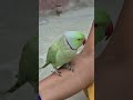 parrot sound 🦜🙏🦜#parrot #ringneckparrot #birds #parrottalking #nonstoptalkingparrot #mithukibatain🙏🙏