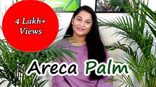 Areca Palm Complete Care Tips | How to Save and Water Areca Palm Leaves | #gardening #arecapalm screenshot 3