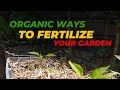 Organic ways to fertilize your garden