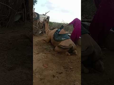 جمال الجمل في صحراء تھرپاركر