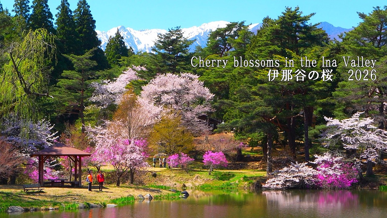 8 famous cherry blossom spots in Ina Valley, Nagano. Takato was