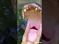 big SaltWater #viral #music #thesummeriturnedpretty