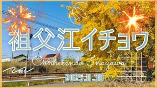 祖父江イチョウ　Sobue Ityou