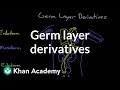 Embryogenesis and Germ Layers Quiz