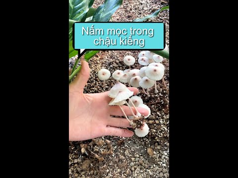 Video: Cây thông đường mọc ở đâu?