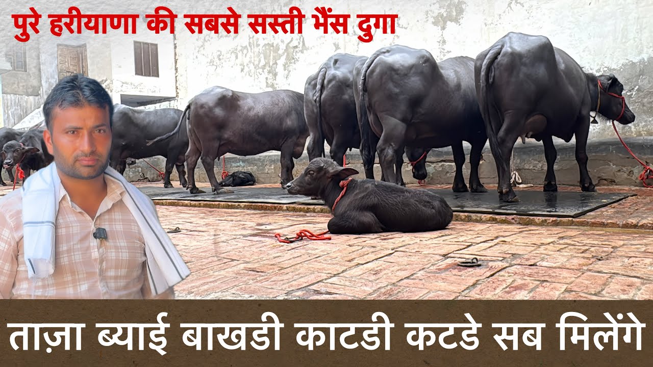 पुरे हरीयाणा की सबसे सस्ती भैंस दुगा बाखडी ताज़ा ब्याई कटडी सब मिलेगी Mailk Dairy Farm ✅