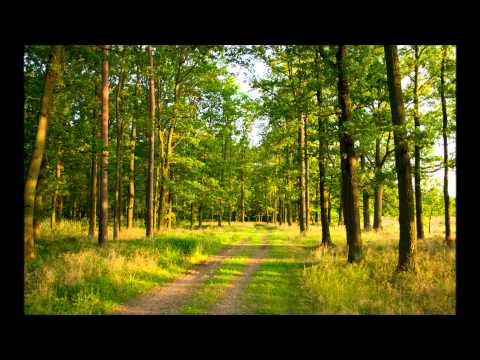 Forseti - Ewigkeit