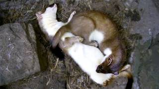 Hungry Stoat Kit vs Tired Mum | Stoats | Robert E Fuller