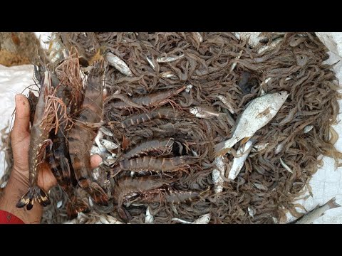 वाण्यावर पकडल्या मोठ्या करपाली ( Prawn 🦐 ) तुफान मासेमारी || Aditya patil #fish #fishing #koli