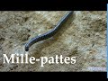 Millepattes monsieur le millepattes