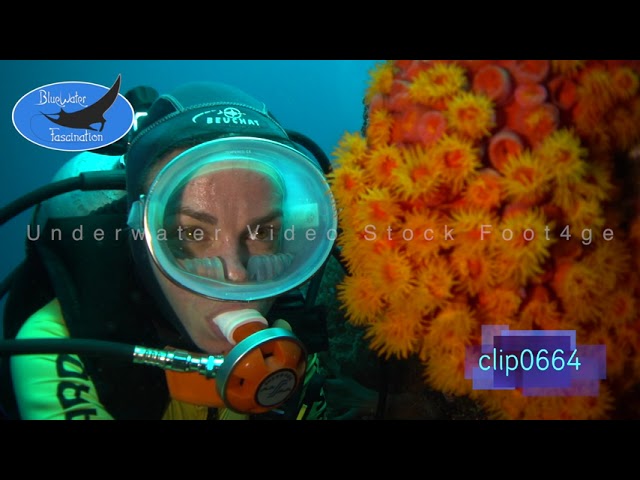 0664_Scuba diver girl and daisy coral. HD Underwater Royalty Free Stock Footage.