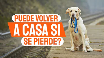 ¿Es cierto que los perros pueden encontrar el camino a casa?