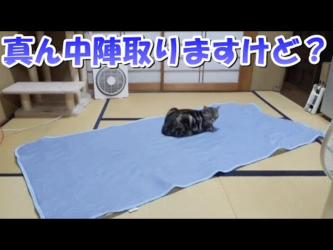 何でも真ん中を陣取る猫!(アメリカンショートヘア)
