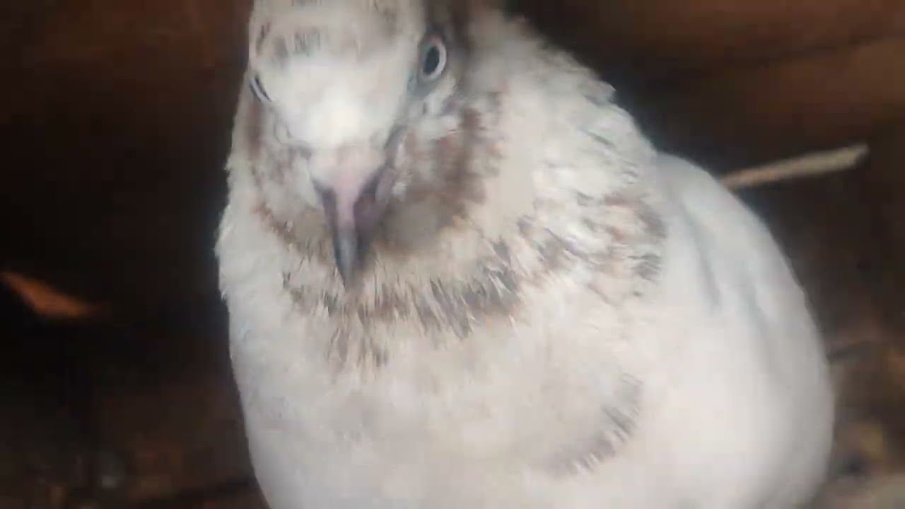 পিজের লাভার কে কে কমেন্টে জানাও পিজন 🕊️🕊️🕊️