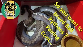 So you want to Breed Ball Pythons; Pairing part 2