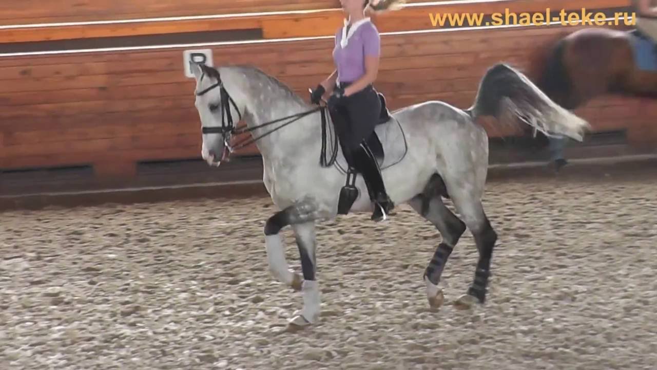 Marina Afromeeva and Makka Shael.