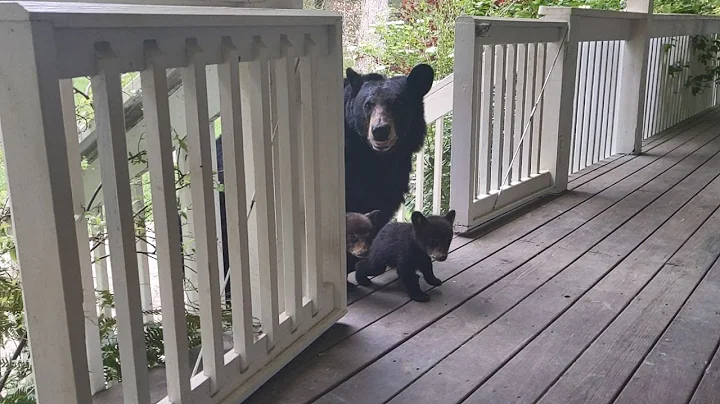 OMG! BEAR SIMONE BROUGHT HER CUBS!