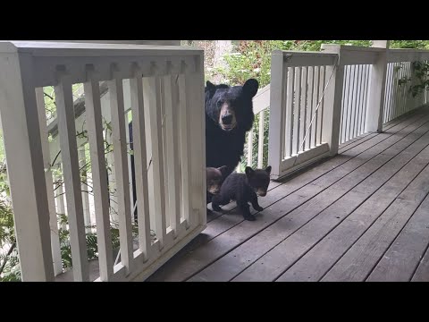 Video: Câine a trebuit să spună la revedere de la mama, așa că tata a furat-o în spital