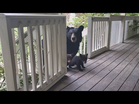 OMG! BEAR SIMONE BROUGHT HER CUBS!