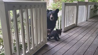 OMG! BEAR SIMONE BROUGHT HER CUBS!