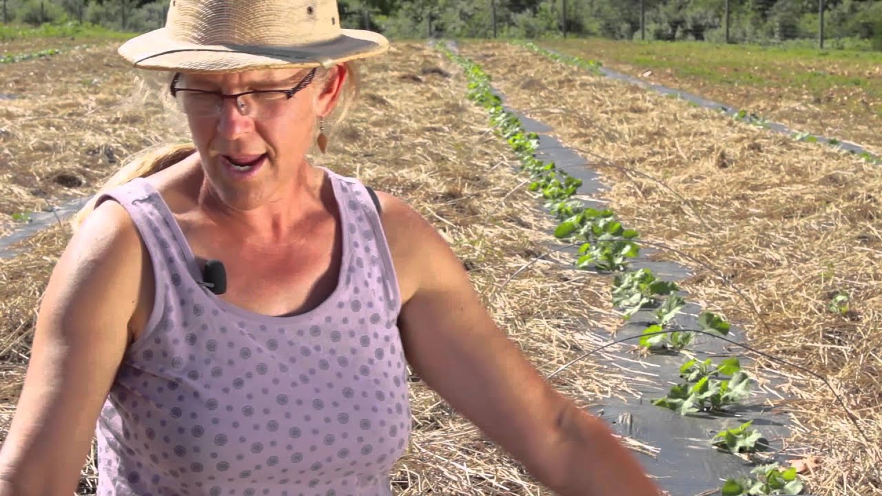 Hay Mulch for Vegetables and Soil at Potomac Vegetable Farms - YouTube