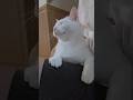 今のシロ。 #保護猫 #猫 #猫のいる暮らし