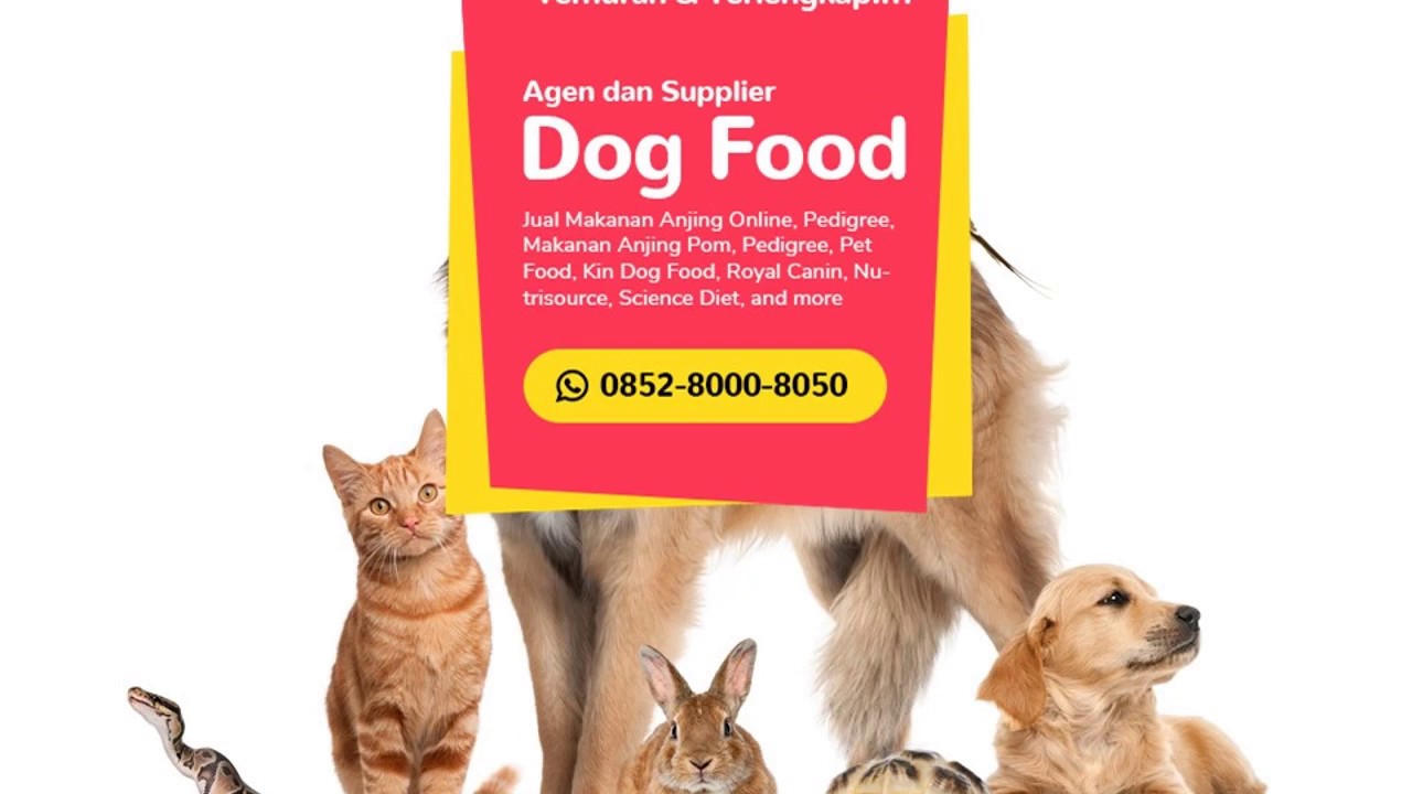 SALE!! WA 085280008050 Dog Food Bagus untuk Shih Tzu YouTube