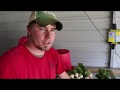 Harvesting and Washing Root Crops (small scale farm)