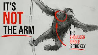 The Anatomy Trick That Makes Ape Drawings Come Alive