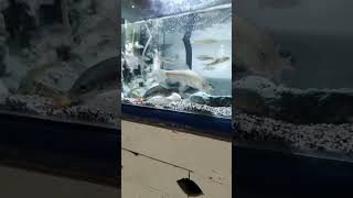 Ikan Melem Bentuknya Anehbantu Subscribe