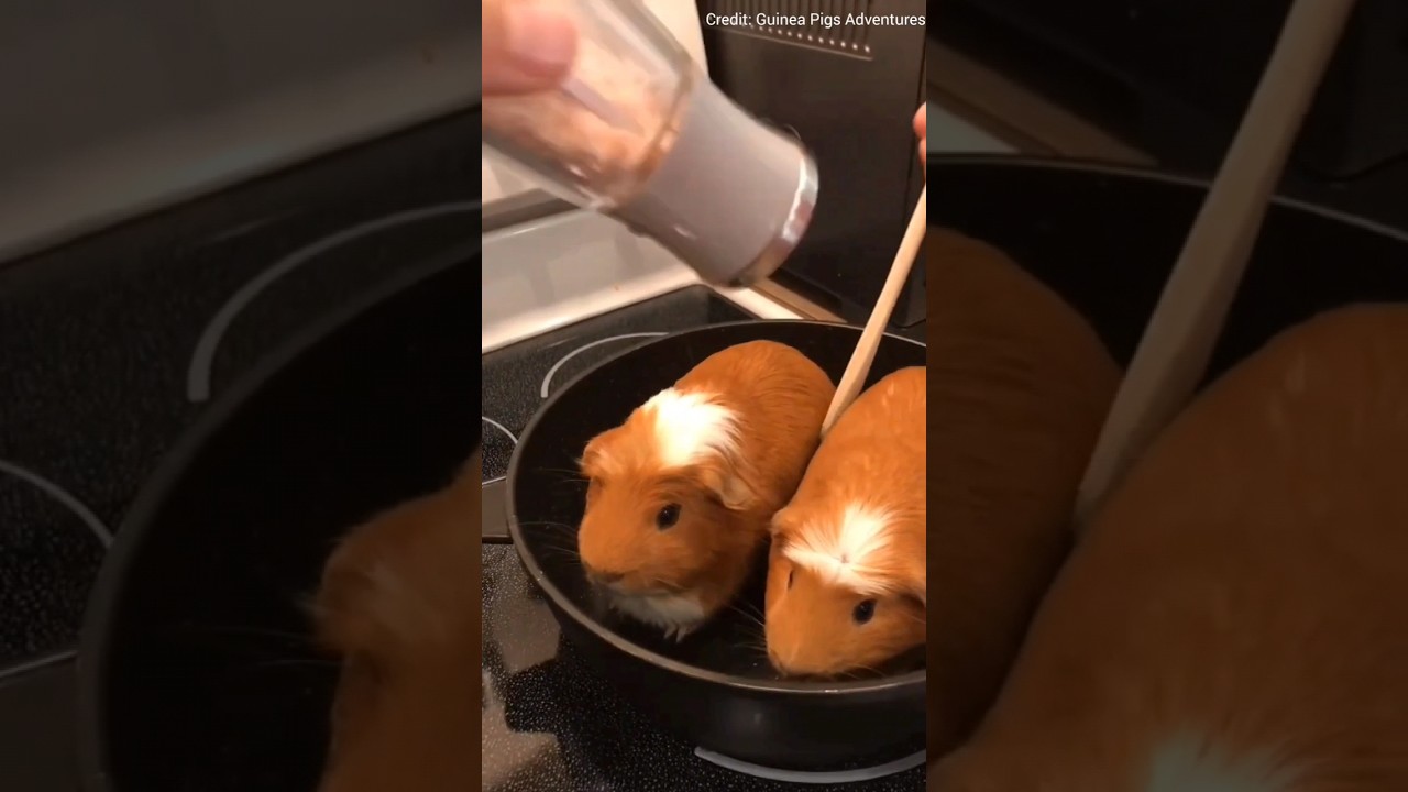 Do you know it is illegal to have one guinea pig in Switzerland?