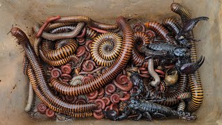 Surprise Catching Group Insects, Giant Millipede, Black Scorpion, 100 Worms, Red Millipedes, Snails