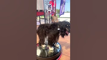 Here’s how 360 photo booth businesses 🗽🗽#360photobooth #360videobooth #froectry