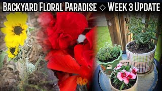 Backyard Floral Paradise ♡ Week 3 Garden Update