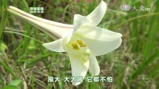 【草根菩提】預告 - 20150710 - 368出去走走 - 野百合的春天